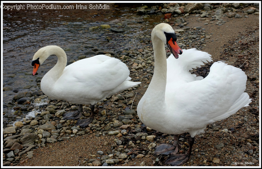 Bird, Animal, Swan, Road, Gravel