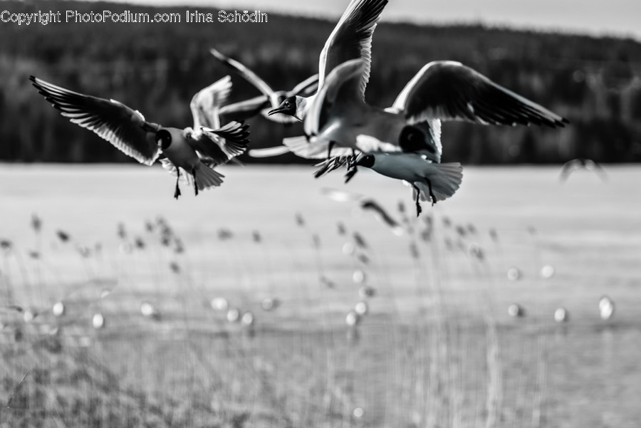 Flying, Bird, Animal, Flock, Seagull