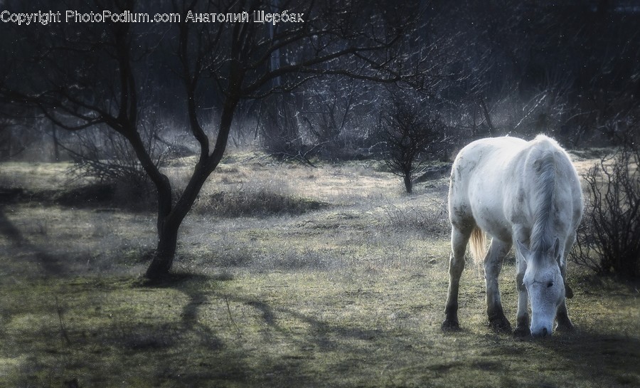 Nature, Outdoors, Field, Grassland, Horse