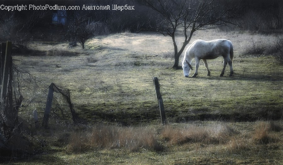 Nature, Field, Outdoors, Grassland, Rural