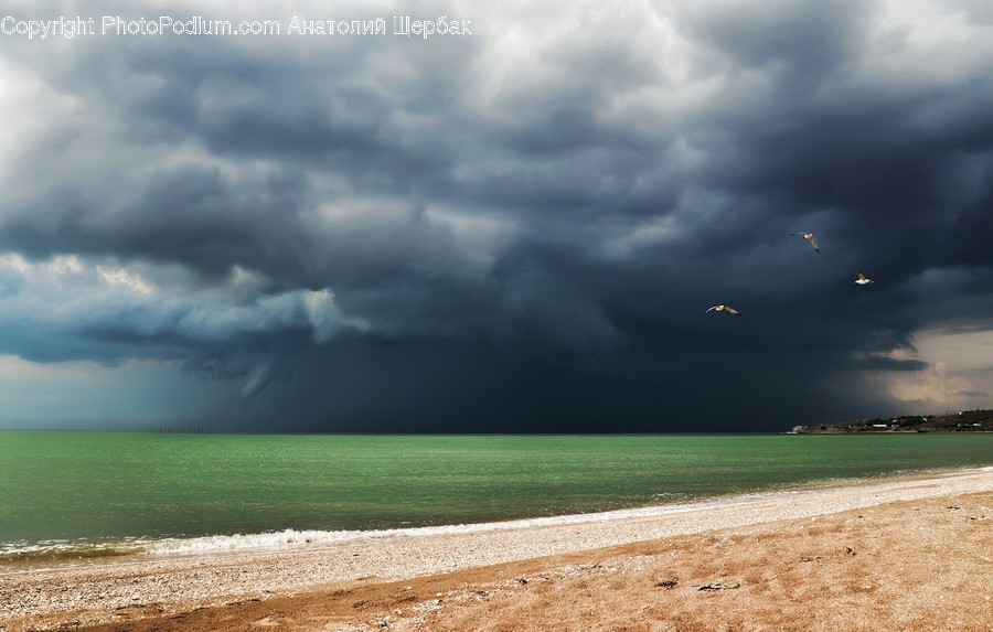 Nature, Weather, Storm, Bird, Animal