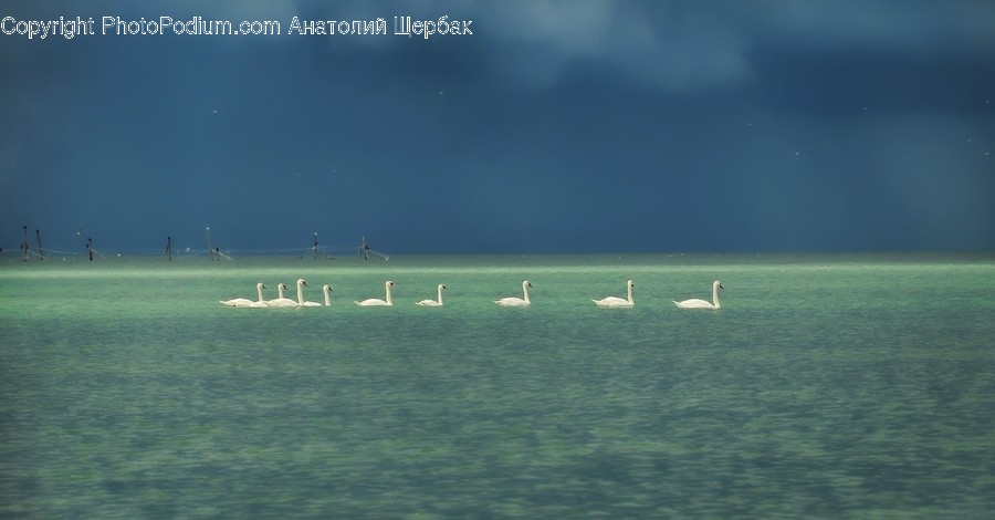 Bird, Animal, Outdoors, Nature, Water