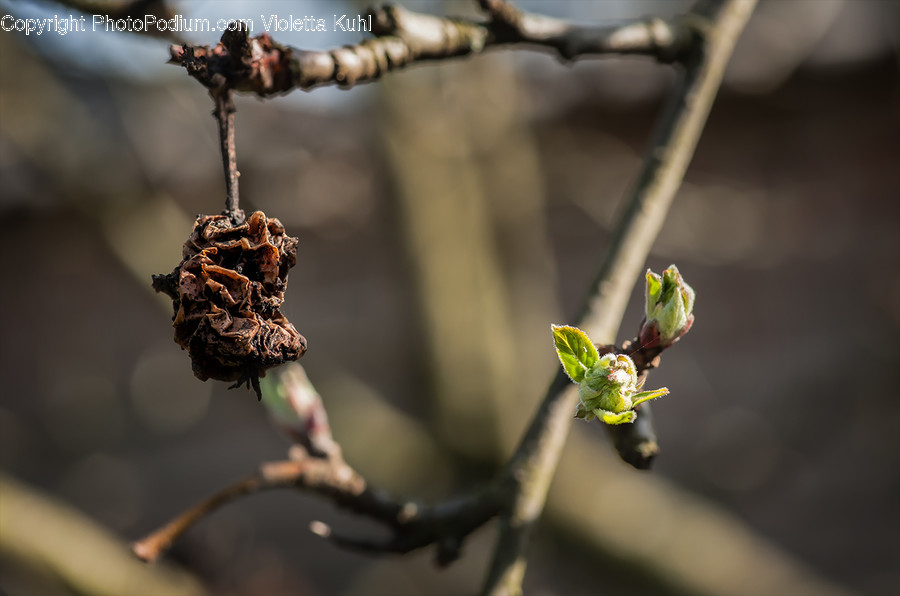 Plant, Blossom, Sprout, Bud, Flower