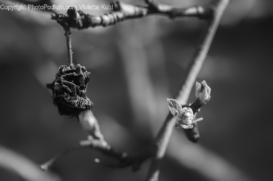 Flower, Sprout, Bud, Blossom, Plant