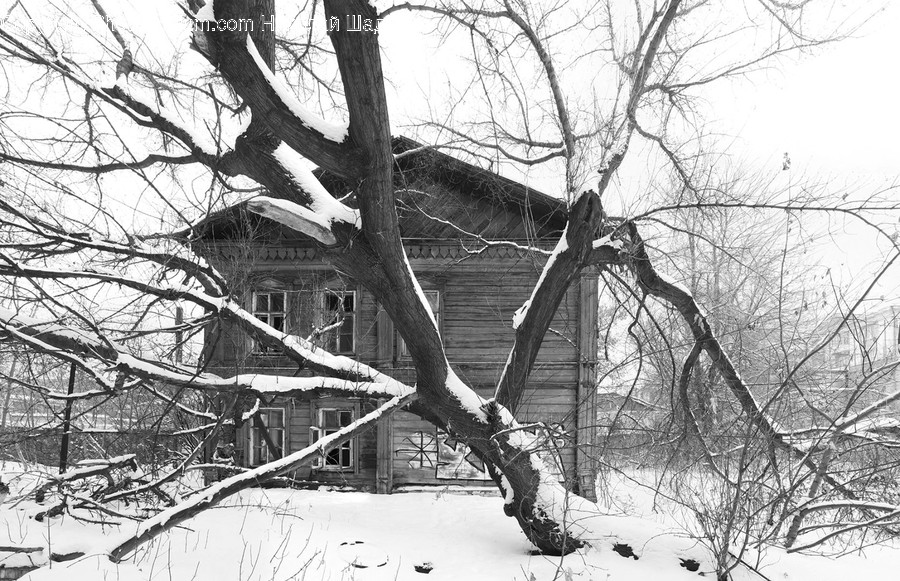 Nature, Outdoors, Housing, Building, Plant