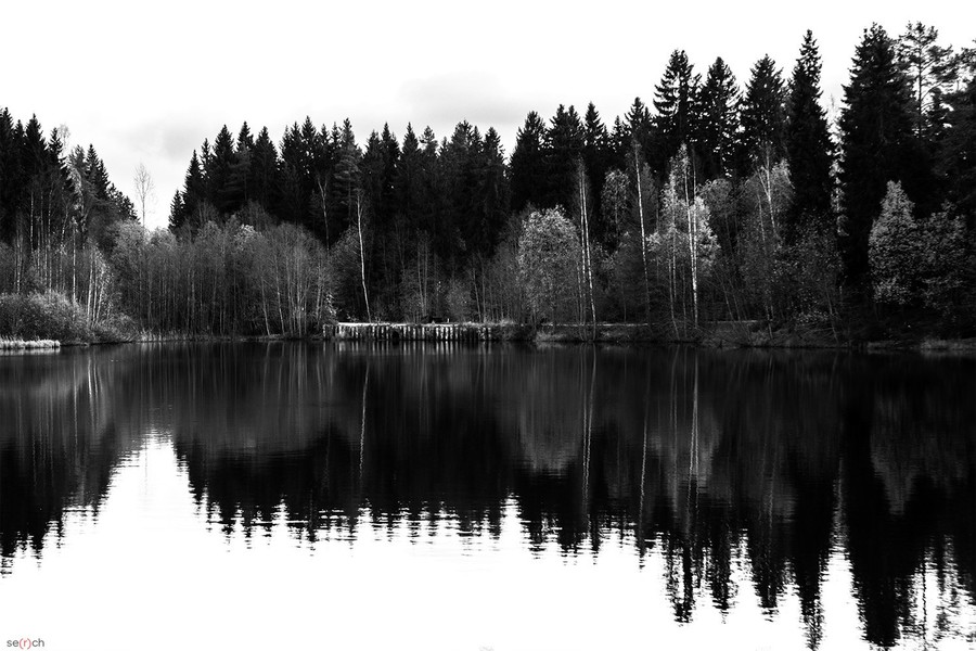 Plant, Tree, Abies, Fir, Conifer