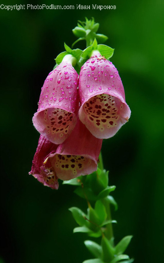 Plant, Flower, Blossom, Foxglove, Petal