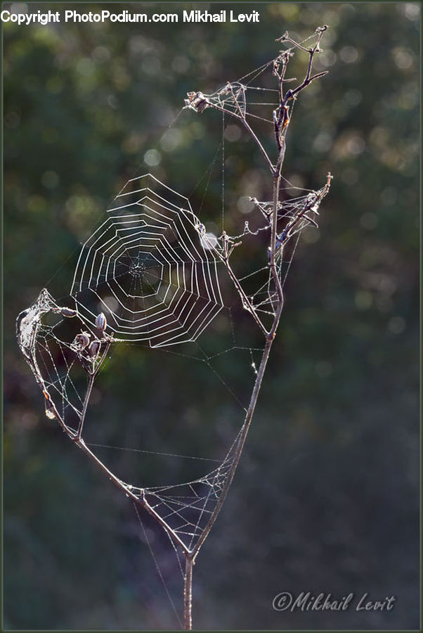 Arachnid, Garden Spider, Insect, Invertebrate, Spider, Argiope