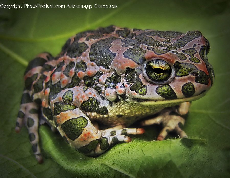 Frog, Amphibian, Wildlife, Animal, Lizard