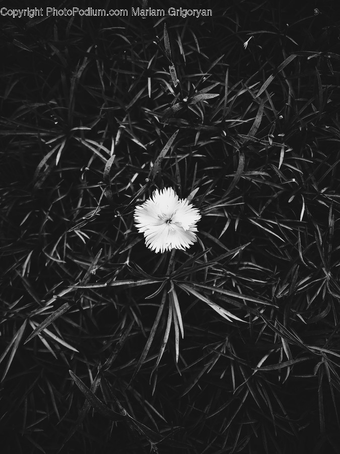 Plant, Blossom, Flower, Dandelion, Thistle