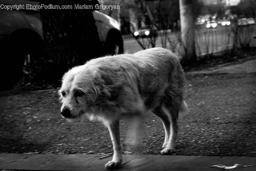 Canine, Pet, Animal, Dog, Mammal