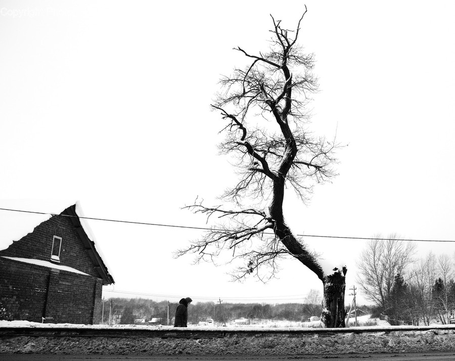 Nature, Plant, Tree, Outdoors, Building