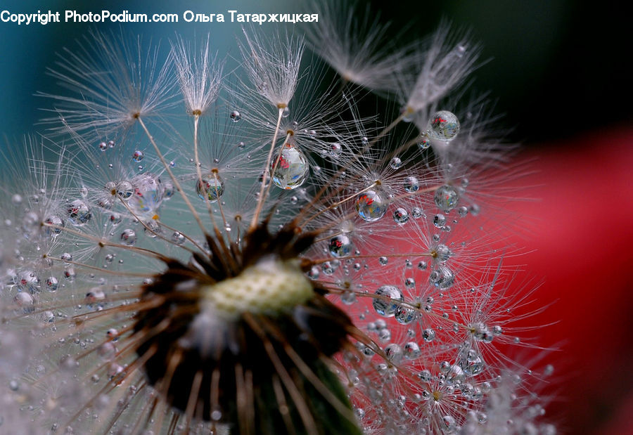 Dandelion, Flower, Plant, Carnival, Festival, Parade, Grain