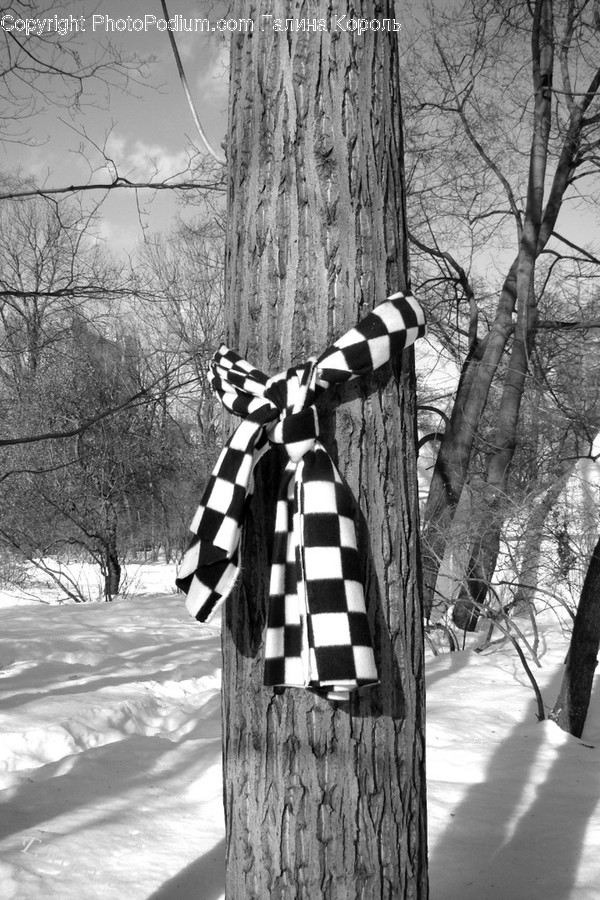 Plant, Tree, Clothing, Apparel, Tie
