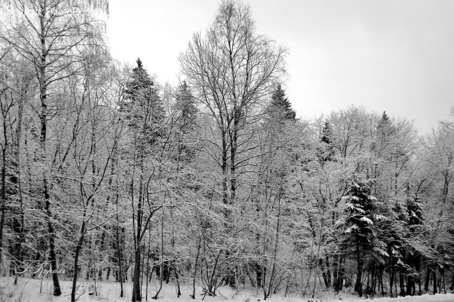 Tree, Plant, Nature, Outdoors, Ice