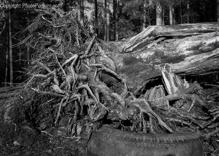 Root, Plant, Wood, Tree