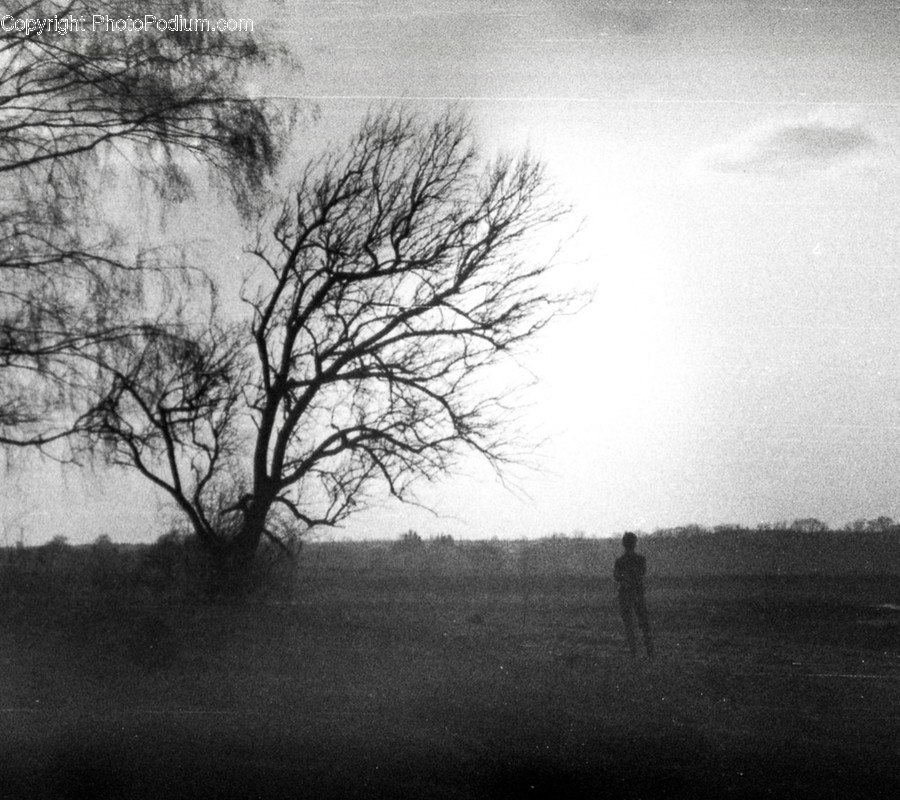 Plant, Tree, Person, Human, Nature