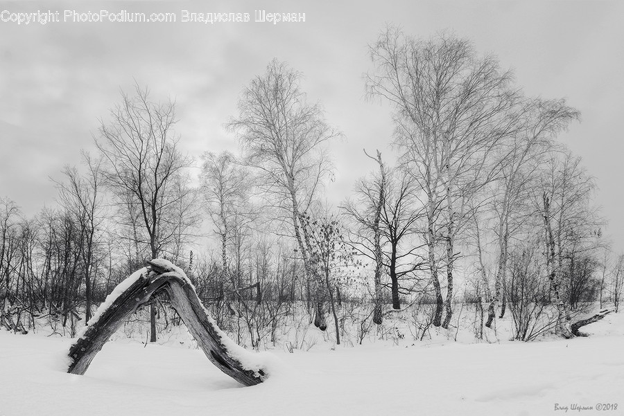 Nature, Outdoors, Snow, Plant, Vegetation