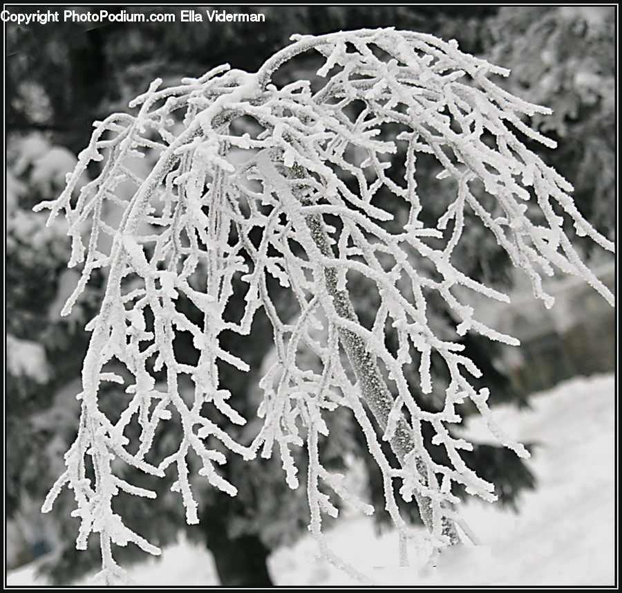 Frost, Ice, Outdoors, Snow, Conifer, Fir, Plant