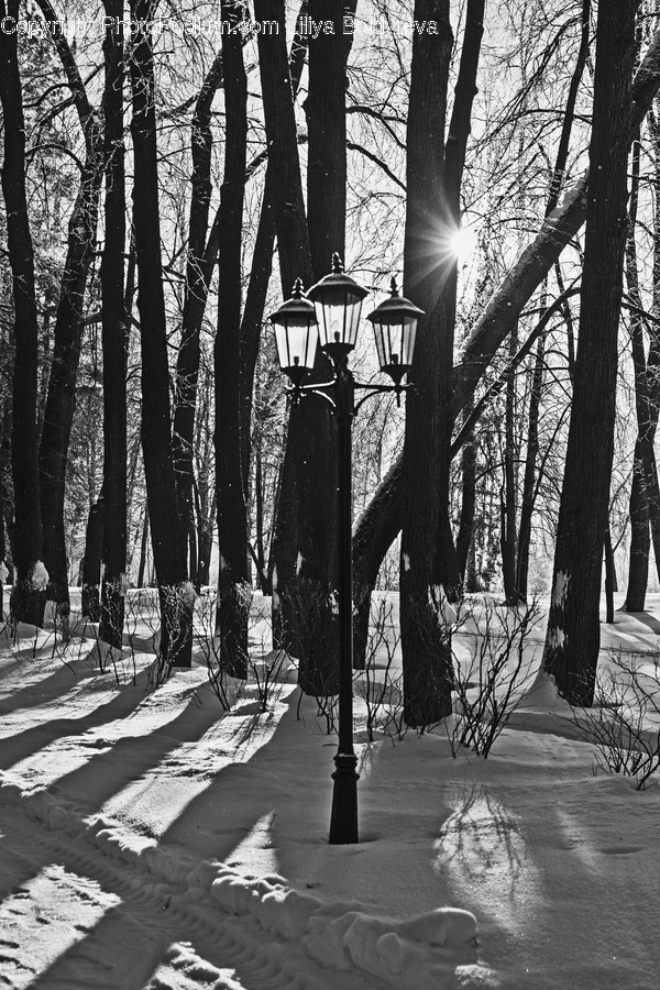 Tree, Plant, Flare, Light, Sunlight