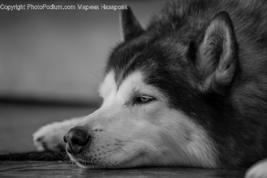 Animal, Mammal, Husky, Dog, Pet