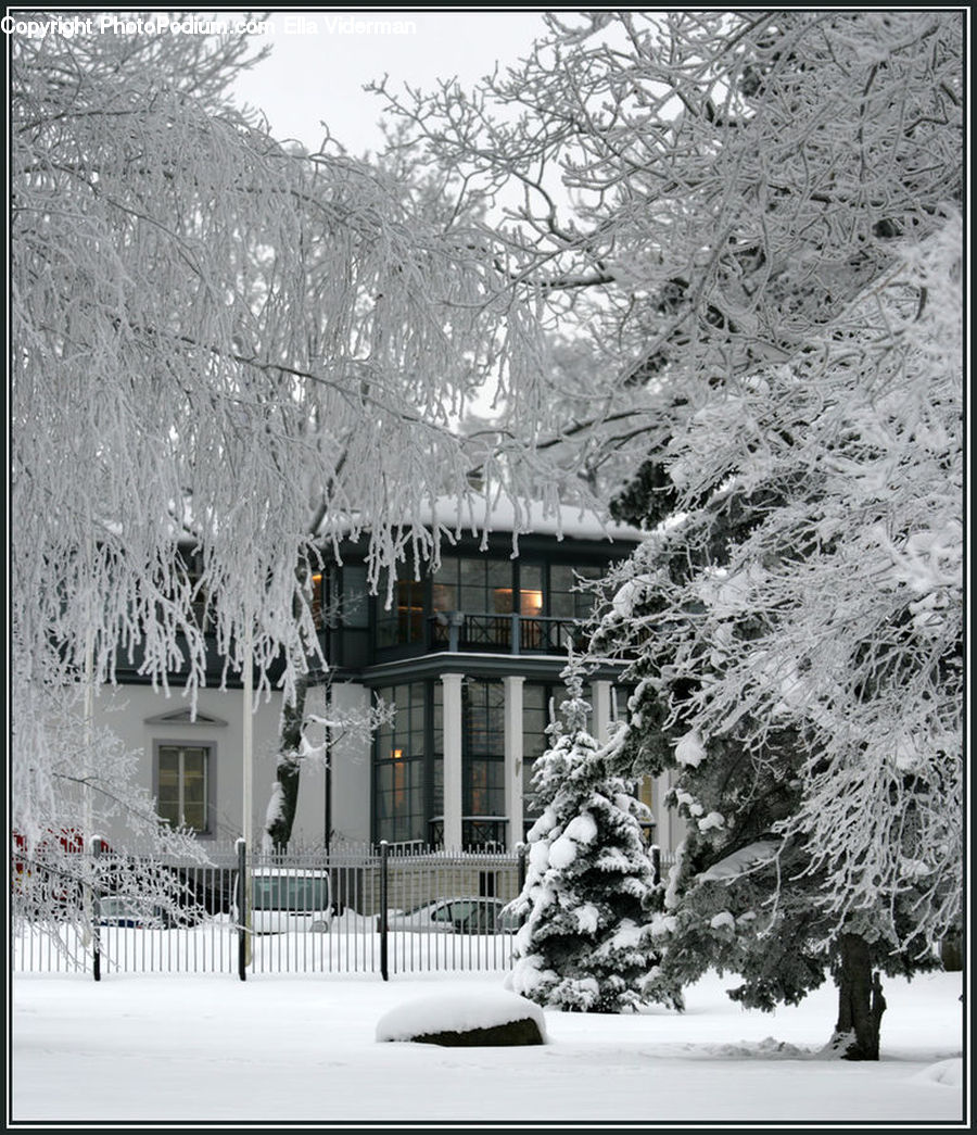 Ice, Outdoors, Snow, Icicle, Winter, Conifer, Fir