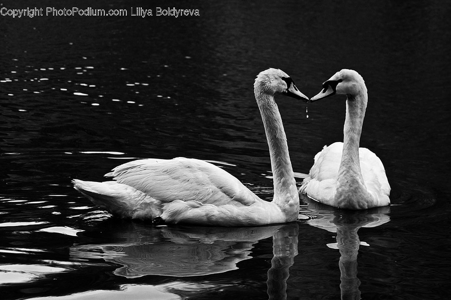 Bird, Animal, Water, Outdoors, Swan