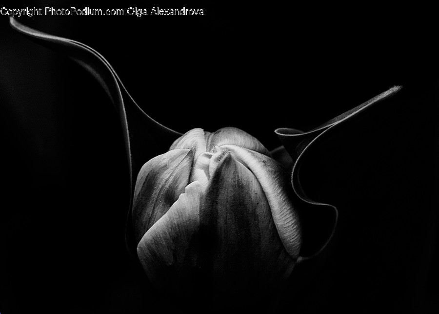 Plant, Flower, Blossom, Tulip, Petal