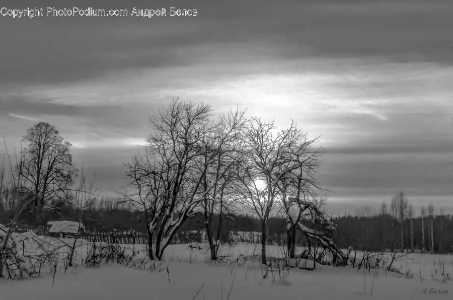 Nature, Plant, Tree, Outdoors, Weather