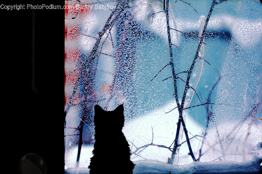 Animal, Cat, Pet, Mammal, Black Cat