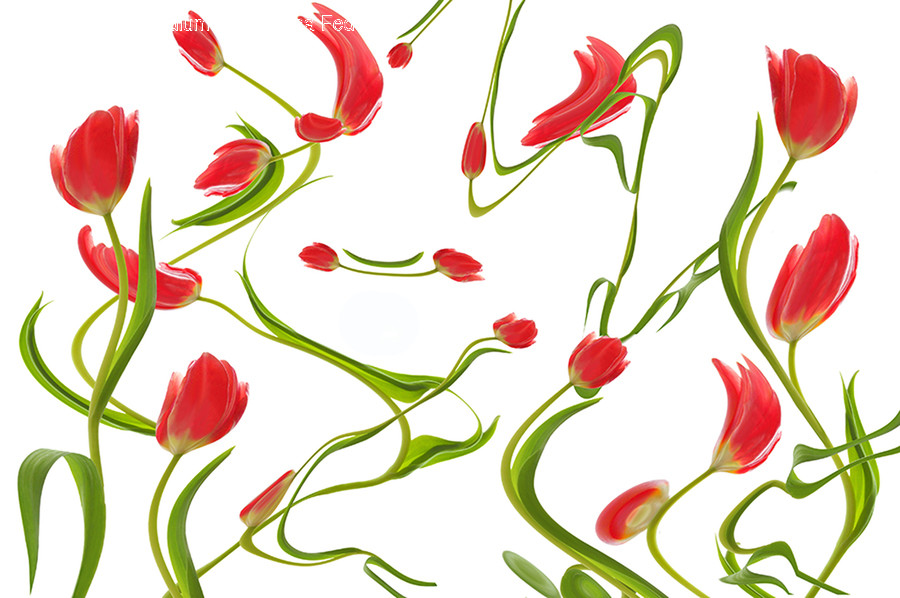 Graphics, Art, Pattern, Floral Design, Plant