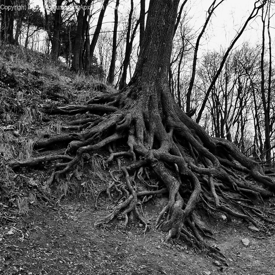 Plant, Root, Ground