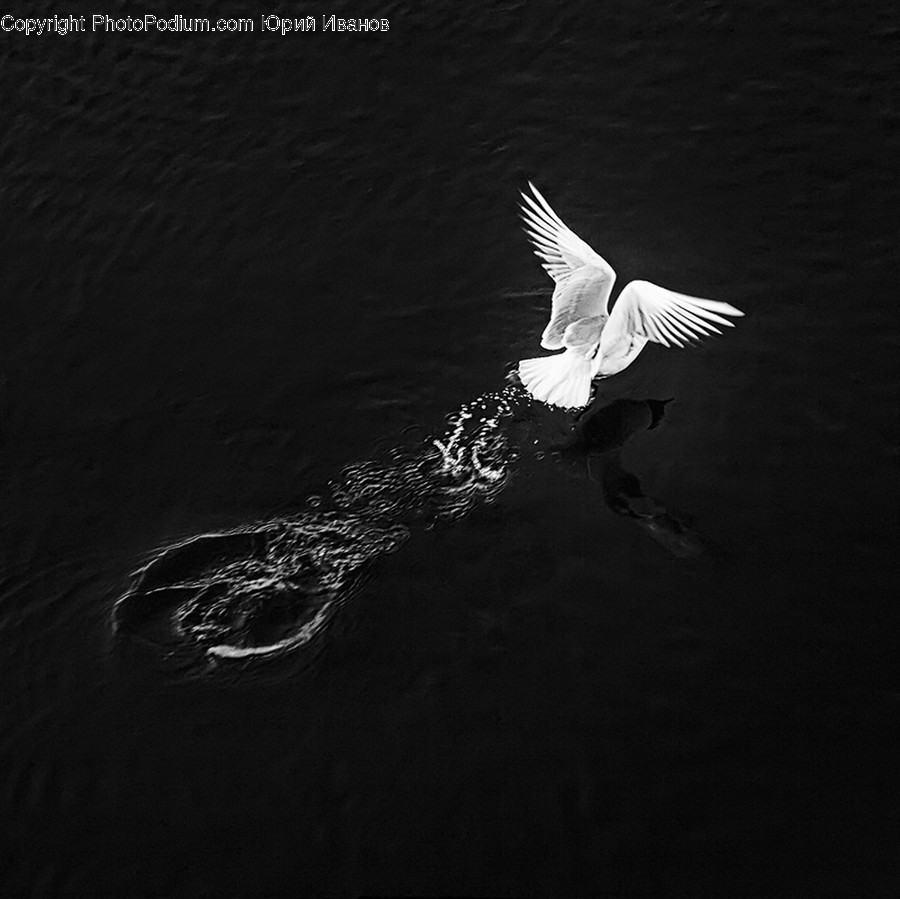 Animal, Bird, Flying, Waterfowl, Dove