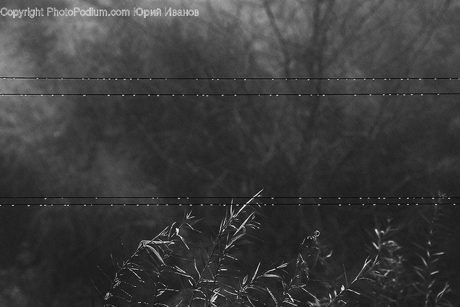 Wire, Nature, Barbed Wire, Sphere, Animal