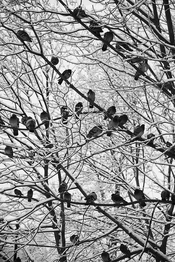 Bird, Animal, Flock, Crow, Agelaius