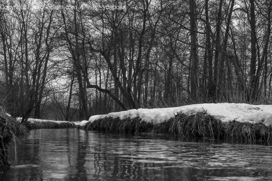 Nature, Ice, Outdoors, Plant, Vegetation