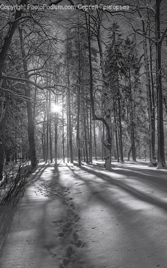 Vegetation, Plant, Nature, Woodland, Forest