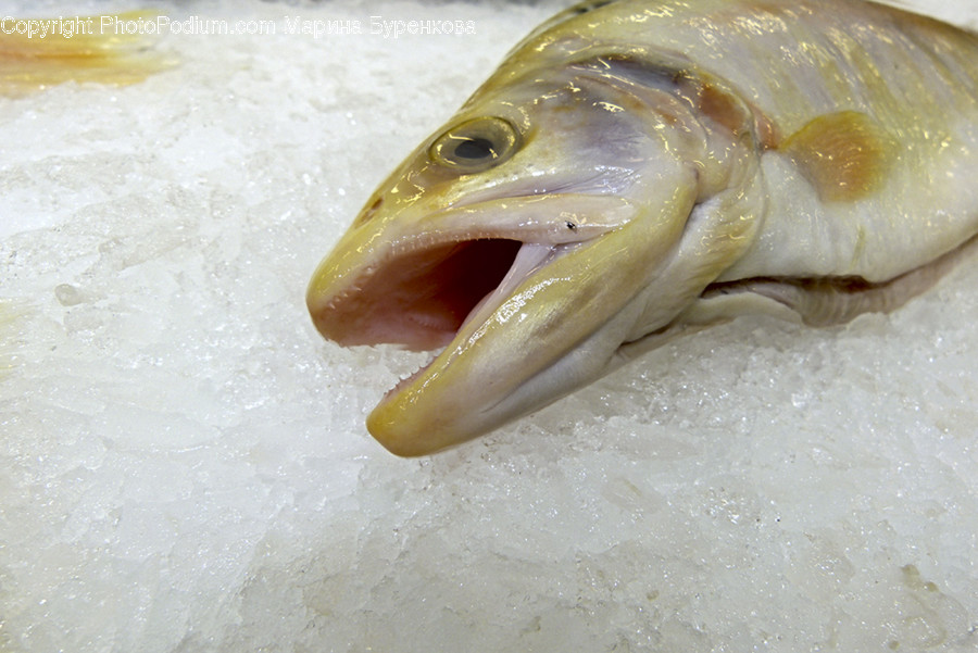 Animal, Fish, Perch