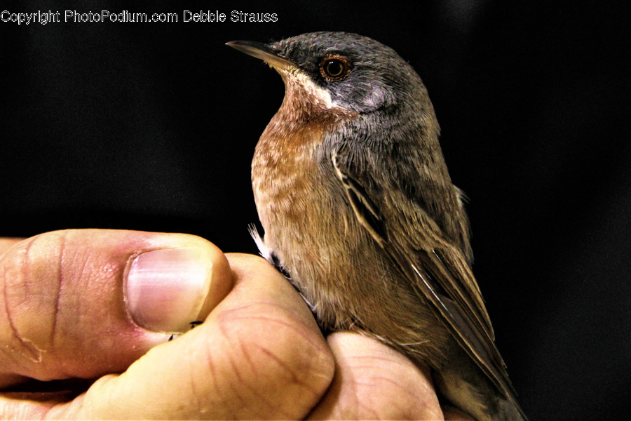 Bird, Animal, Person, Human, Finger
