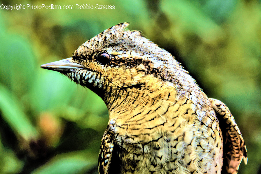 Reptile, Animal, Lizard, Bird, Snake