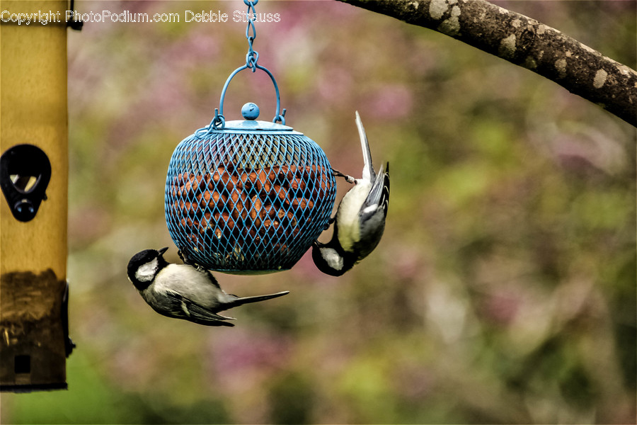 Bird Feeder, Bird, Animal