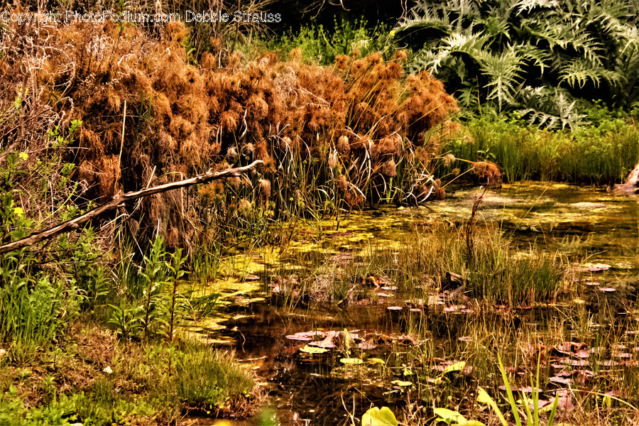 Outdoors, Land, Nature, Water, Bog