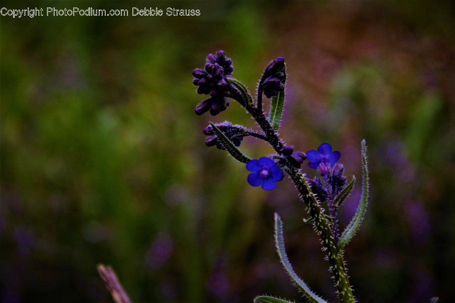 Plant, Flower, Geranium, Blossom, Iris