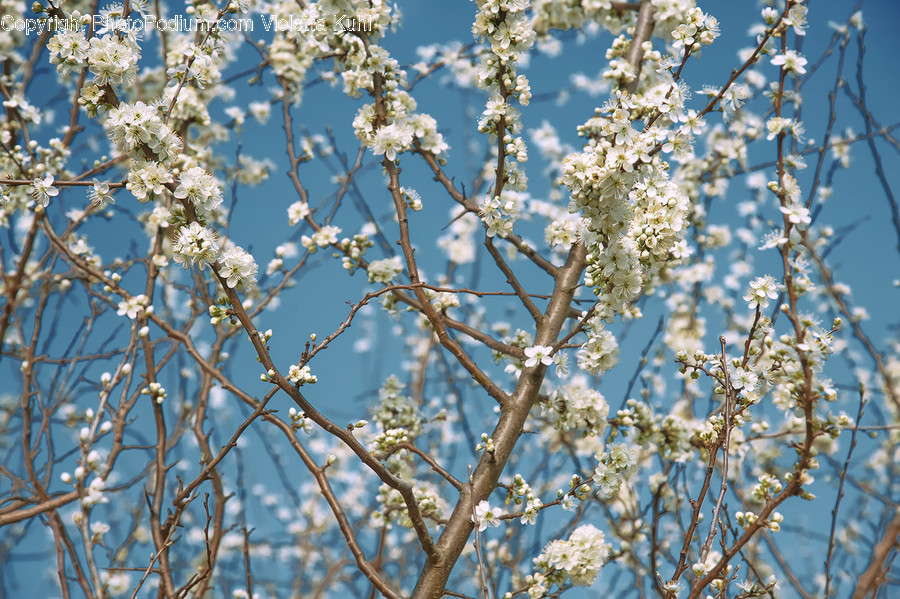 Plant, Flower, Blossom, Cherry Blossom