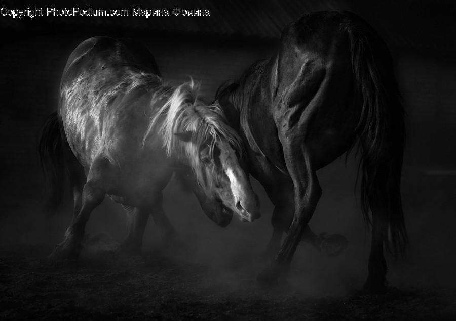 Horse, Animal, Mammal, Stallion, Colt Horse