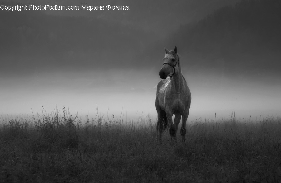Animal, Mammal, Horse, Nature, Outdoors