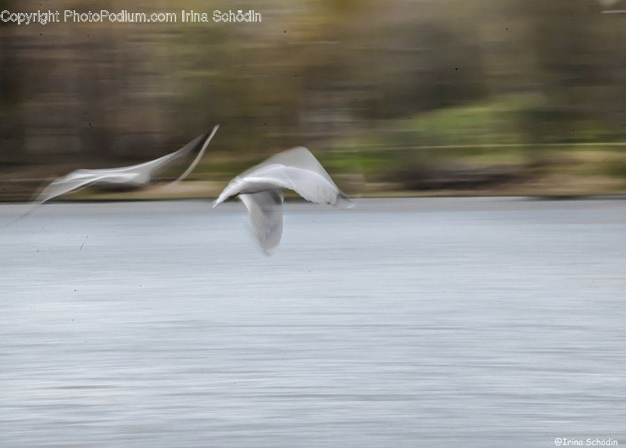 Animal, Bird, Flying, Waterfowl, Egret