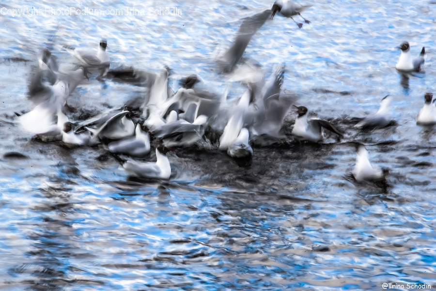 Bird, Animal, Flock, Flying, Seagull