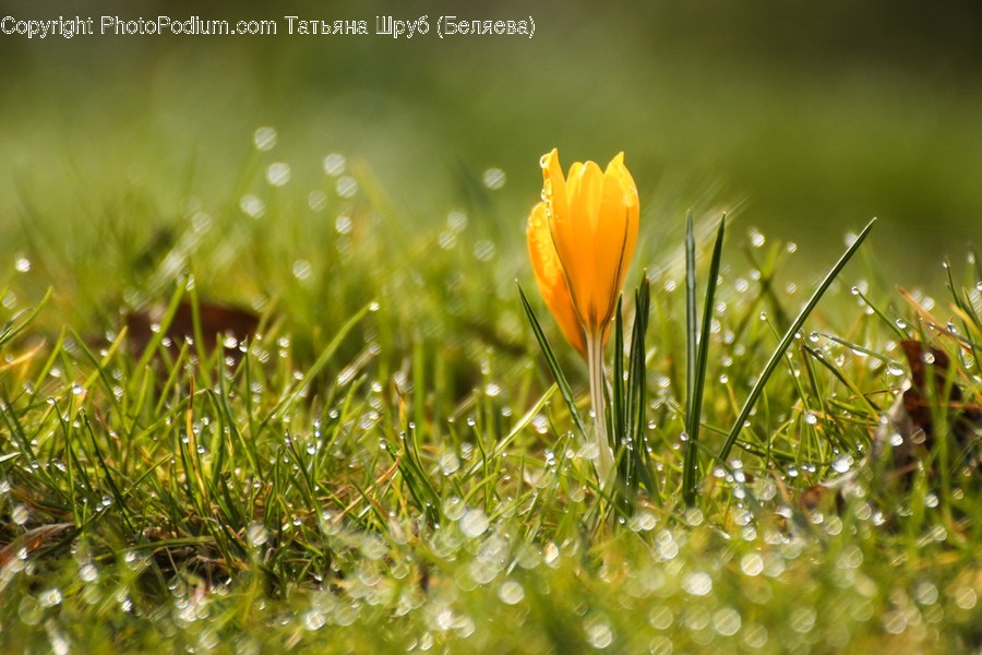 Grass, Plant, Spring, Anemone, Flower