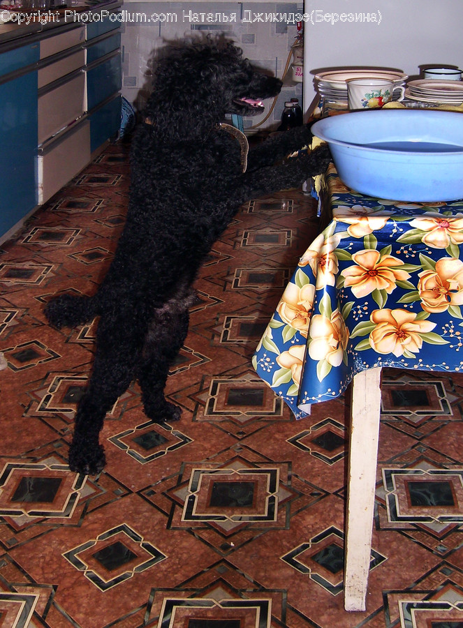 Apparel, Clothing, Pet, Animal, Canine